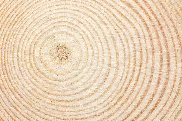Wood ring texture stock photo