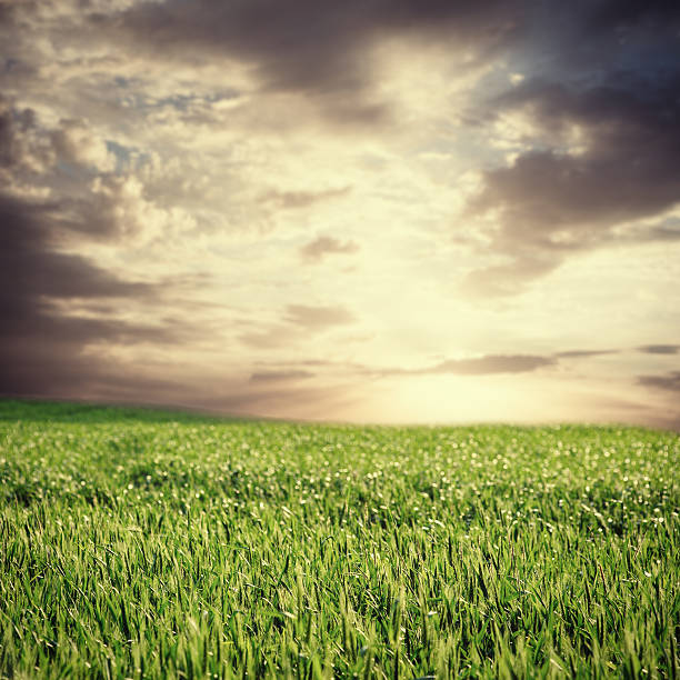 istock beatiful summer or spring field and clouds in vintage style 488819768