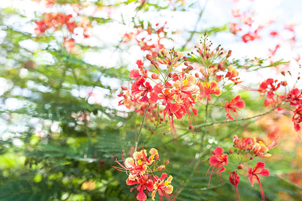 istock yellow and orange flower in  the park 488820324