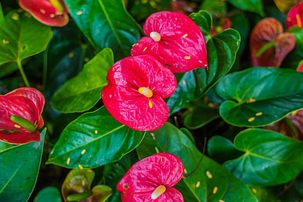 istock Red spadix flowers in the garden 488820916
