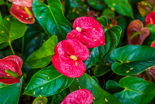 istock Red spadix flowers in the garden 488821020