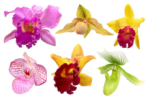 Colorful orchid isolated on white background