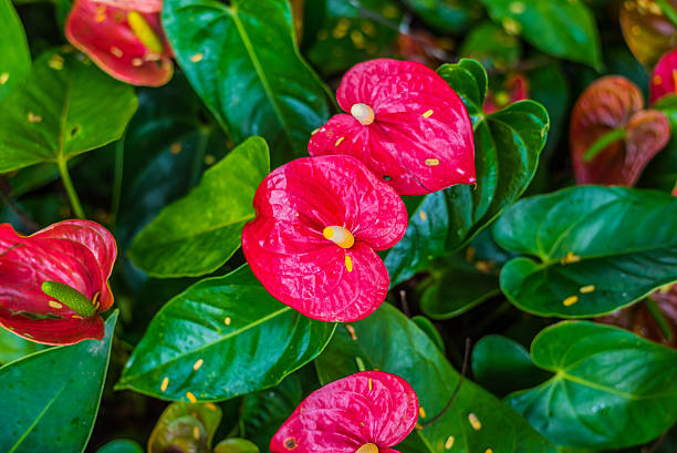 istock Red spadix flowers in the garden 488821226