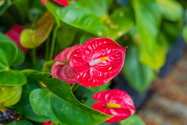 istock Red spadix flowers in the garden 488821704