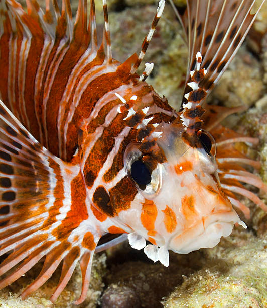 LIONFISH/ptÃ©rois antennata CLOSE-UP FACE VIEW OF LIONFISH SWIMMING ON CORAL REEF pterois antennata stock pictures, royalty-free photos & images