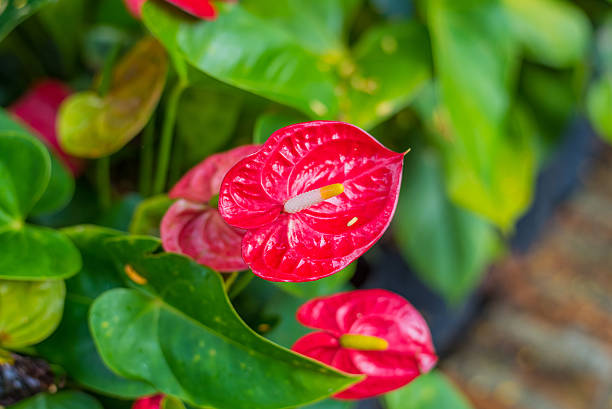 istock Red spadix flowers in the garden 488821826
