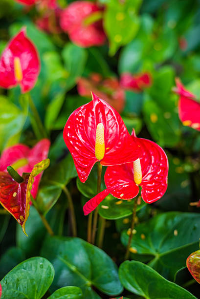 istock Red spadix flowers in the garden 488822064