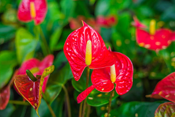 istock Red spadix flowers in the garden 488822370
