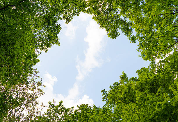 istock foliage of tree crowns in spring 488822402