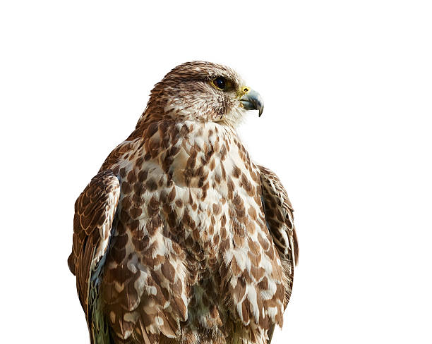 istock Malagasy Kestrel, a bird of prey, isolated 488823168