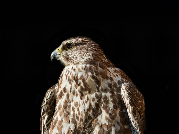 istock Isolated Kestrel - A Bird of Prey 488823474
