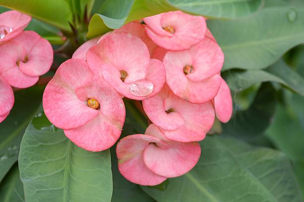istock pink Euphorbia flower 488823492