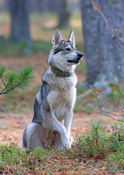 istock The West Siberian laika 488824198