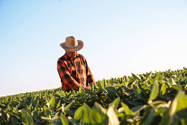 istock Senior farmer in a field examining crop 488824210