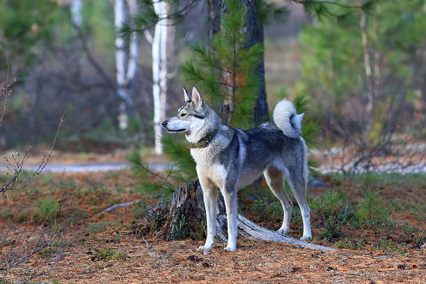 istock The West Siberian laika against trees 488824228