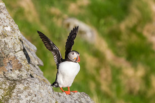 istock Puffin bird raises its wings 488824300