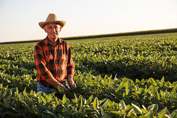 istock Senior farmer in a field examining crop 488824344