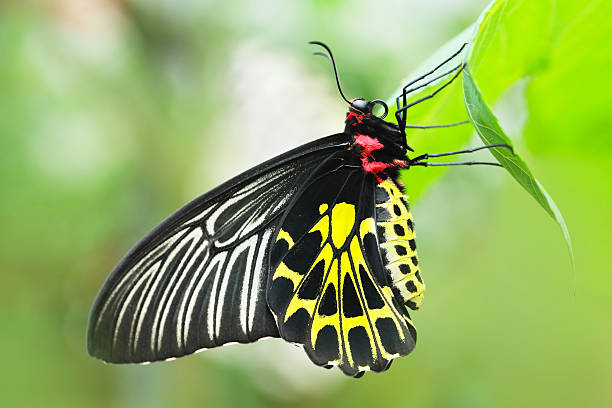 170+ Ornithoptera Euphorion Stock Photos, Pictures & Royalty-Free