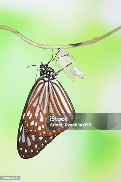 Butterfly Change Form Chrysalis Stock Photo - Download Image Now - Animal, Animal Wildlife, Biology