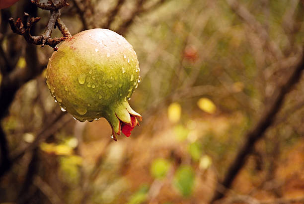 Pomegranate stock photo