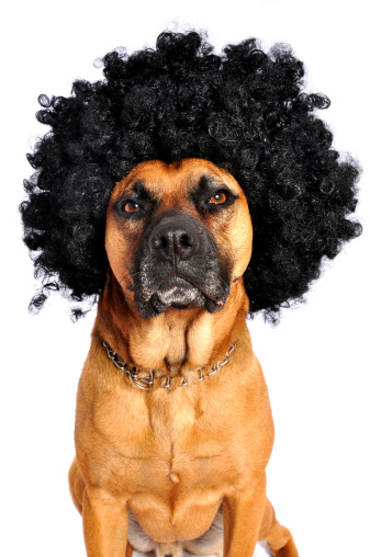 Funny Afro Dog Stock Photo - Download Image Now - Wig, Afro Hairstyle, Dog  - iStock