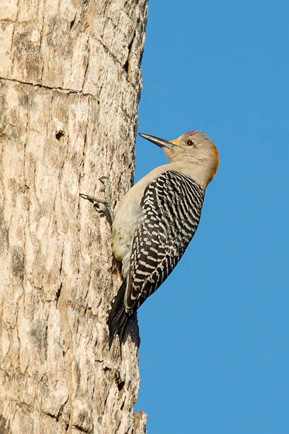 istock Golden fronted woodpecker clinging to a tree 488828163