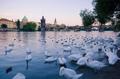 Swans along Vltava River with Charles Bridge in background