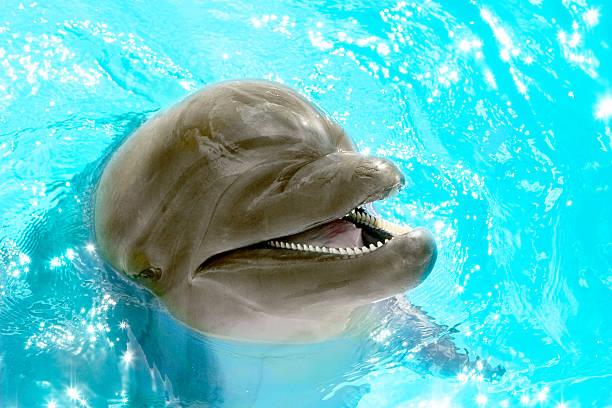 istock Glad beautiful dolphin smiling in a blue swimming pool water 488828425