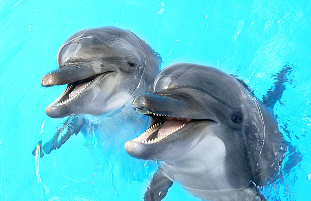 istock Glad beautiful dolphin smiling in a blue swimming pool water 488828429