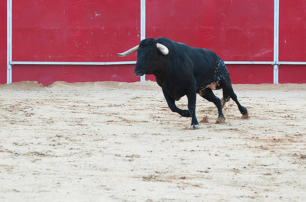 Black bull running in the bullring stock photo