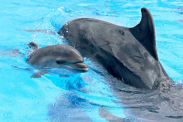 istock Dolphin mother with her little dolphin swims in the pool 488828657