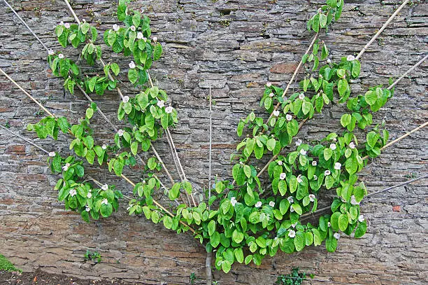 fan-trained pear tree on wall