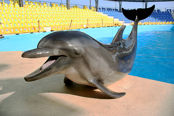 istock Glad beautiful dolphin smiles and waits for fish 488829009