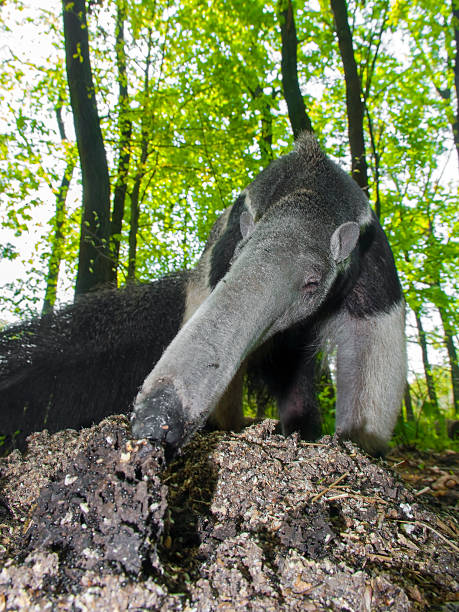 Giant anteater (Myrmecophaga tridactyla) eats ants A giant anteater (Myrmecophaga tridactyla) is eating ants anteater stock pictures, royalty-free photos & images