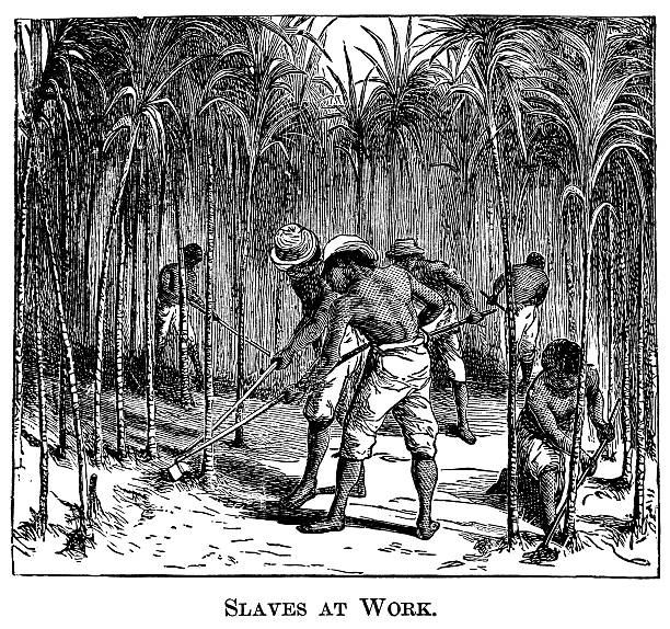 Slaves At Work Engraving from 1882 featuring slaves at work on a sugar cane plantation. drawing of slaves working stock illustrations