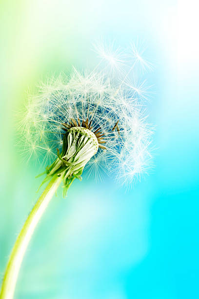 istock Macro Shot Of Dandelion Seed 488829347