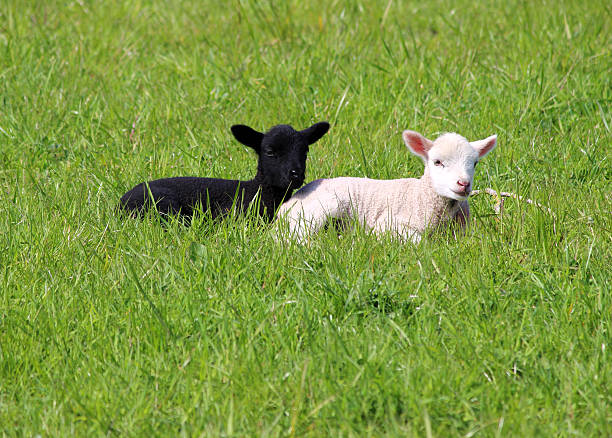 istock Black and white lambs in a spring field, depicting equality 488829447