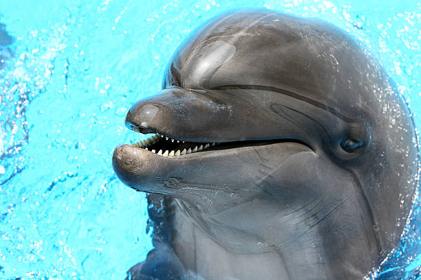 istock Glad beautiful dolphin smiling in a blue swimming pool water 488829471