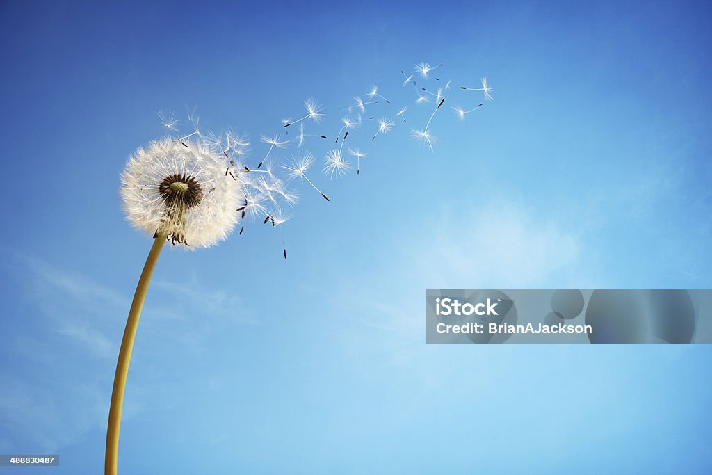 Dandelion clock dispersing seed Dandelion with seeds blowing away in the wind across a clear blue sky with copy space Dandelion Stock Photo