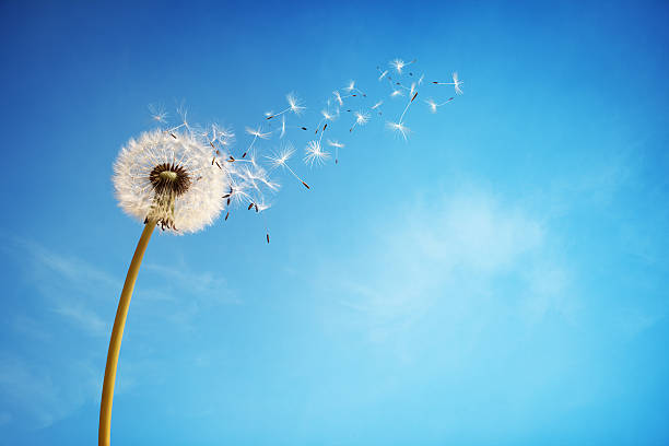 Dandelion clock dispersing seed Dandelion with seeds blowing away in the wind across a clear blue sky with copy space nature concept stock pictures, royalty-free photos & images