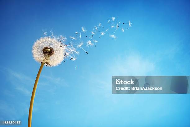Dandelion Clock Dispersing Seed Stock Photo - Download Image Now - Dandelion, Wind, Change