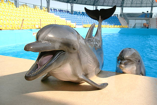istock Glad beautiful dolphin smiles and waits for fish 488830515