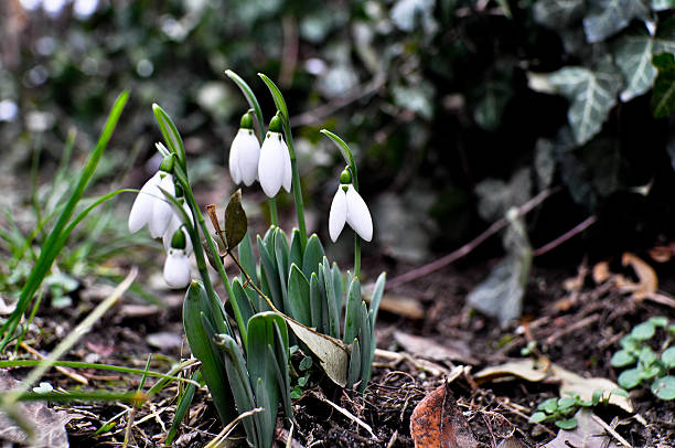 Early Snowdrops stock photo