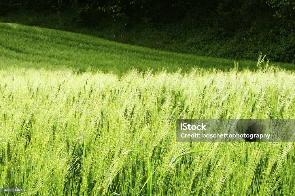 Campo verde di grano - Foto stock royalty-free di Agricoltura