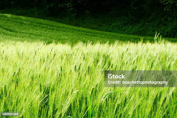 Campo Verde Di Grano - Fotografie stock e altre immagini di Agricoltura - Agricoltura, Ambientazione esterna, Bagnato