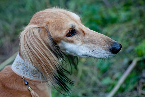 istock brown saluki portrait 488831557