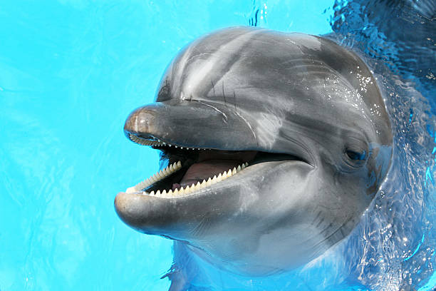 istock Glad beautiful dolphin smiling in a blue swimming pool water 488832669