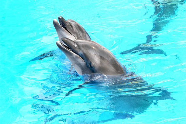 istock Glad beautiful dolphin smiling in a blue swimming pool water 488832689
