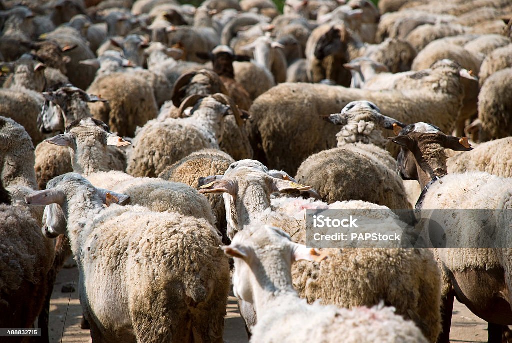 Herd of Goats Agricultural Field Stock Photo