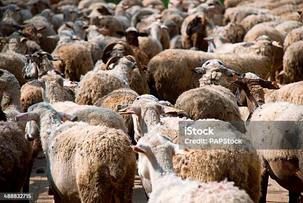 Herd Of Goats Stock Photo - Download Image Now - Agricultural Field, Agriculture, Animal